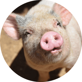 porc nutrition animale rennes